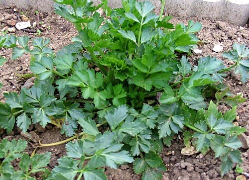 Leaf celery