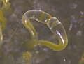 Phycomyces blakesleeanus gametangia