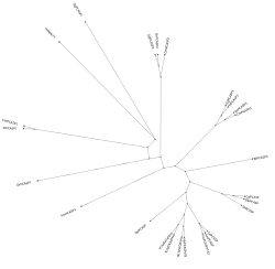 Phylogenetic tree of type 1 paracaspases.