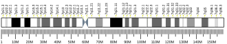 Chromosome 7 (human)