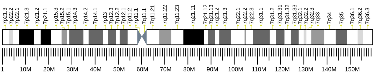 Human chromosome 7 ideogram.svg