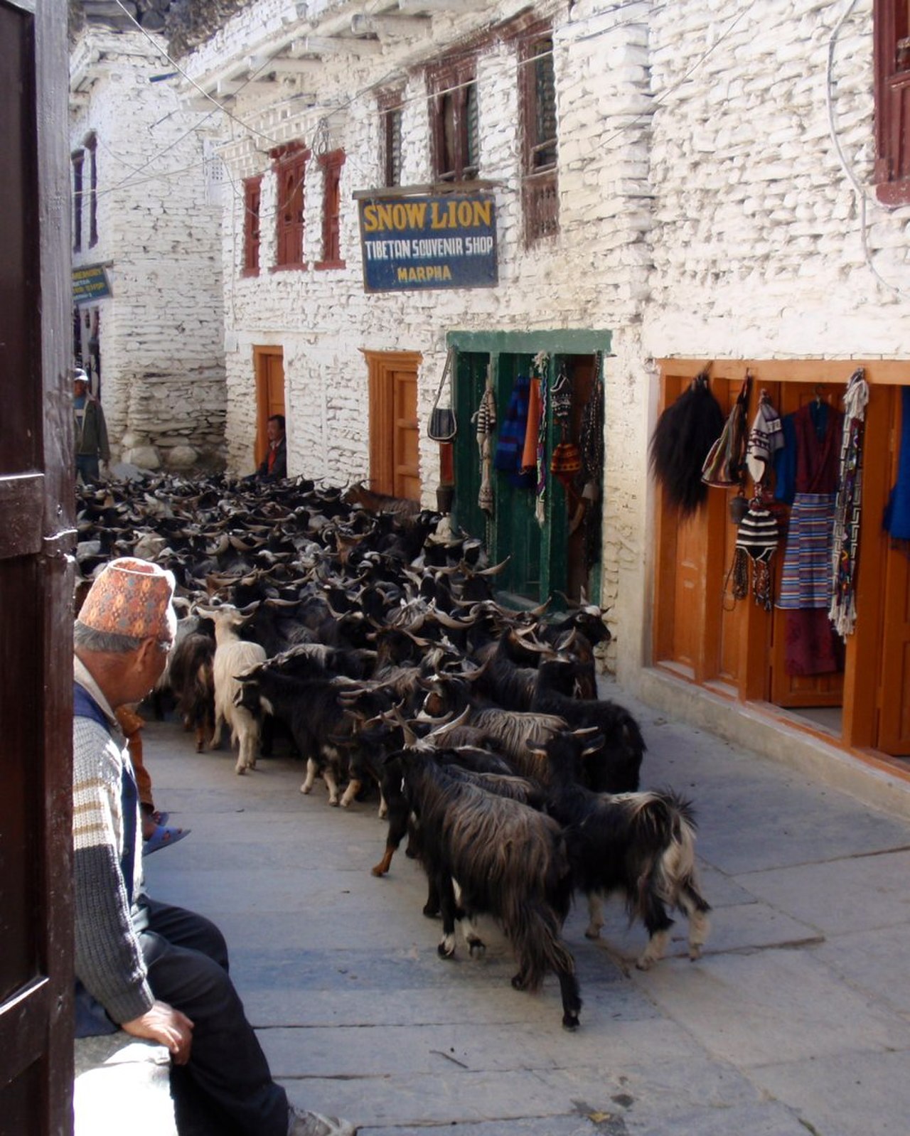 Goats in Marpha.jpg