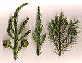 Cryptomeria japonica: (left) shoot with mature cones and immature male cones at top; (centre) adult foliage shoot; (right) juvenile foliage shoot