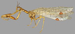 Habitus of a male of Nolima victor (abdomen removed)