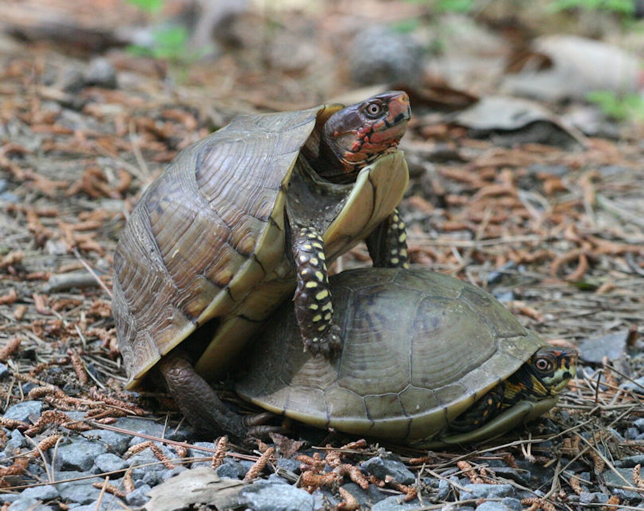 Three-toed Box Turtle, Arkansas, US imported from iNaturalist photo 189403828.jpg