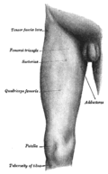 Front of the right thigh, with the position of the tensor fasciae latae indicated.