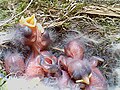 Young inside a nestbox in Nittedal, Norway