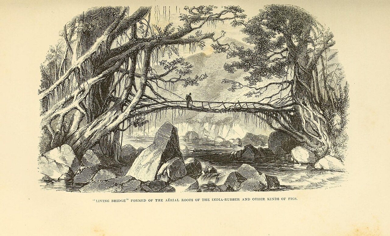 Living bridge formed of the aërial roots (33071614871).jpg