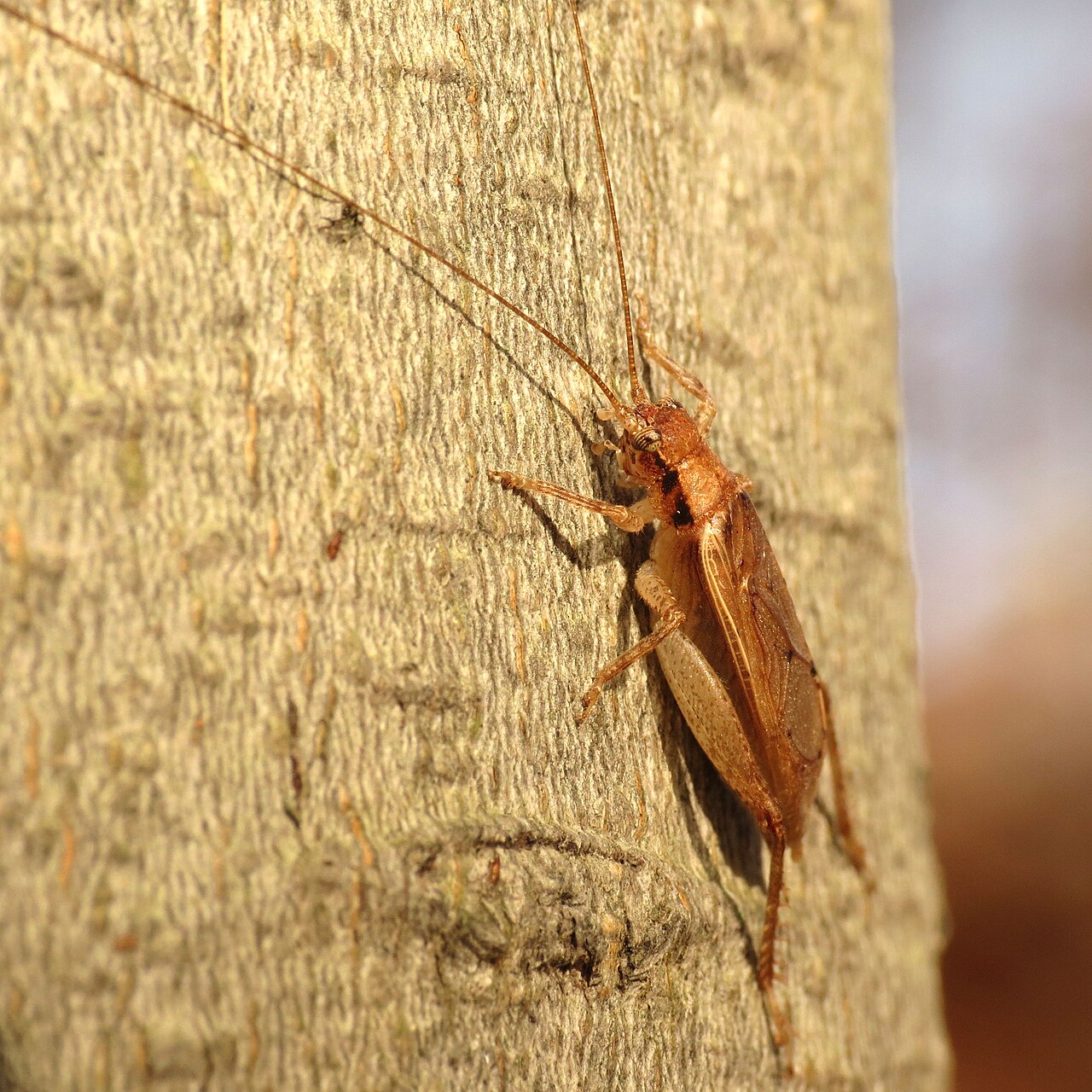 Jumping Bush Cricket Male - Flickr - treegrow (3).jpg