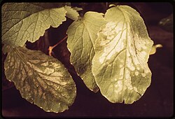 leaves showing patches of white between the veins
