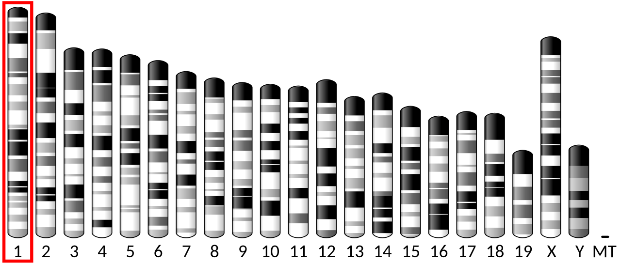 Ideogram house mouse chromosome 1.svg