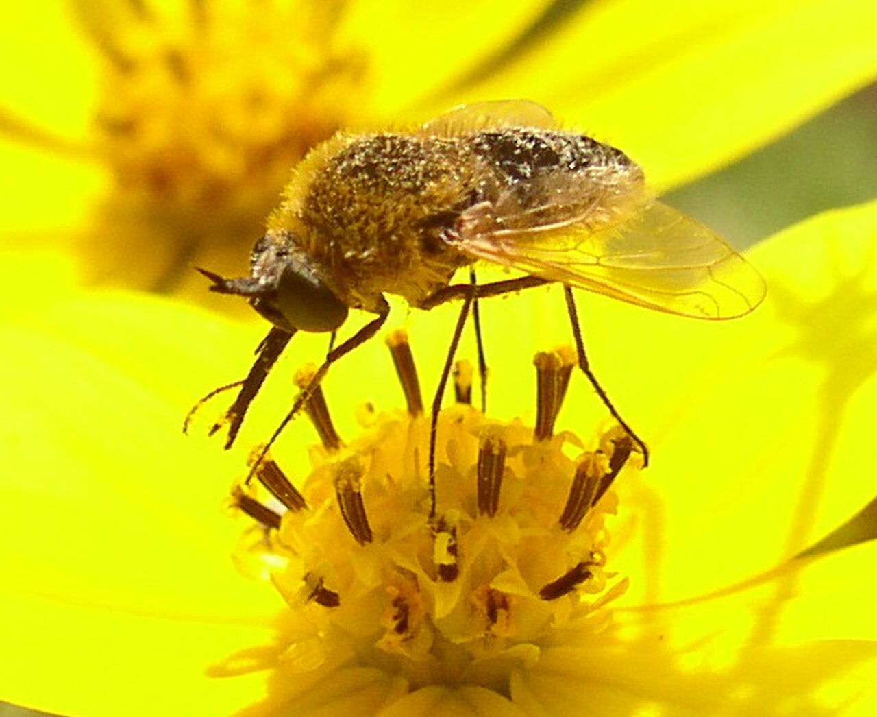 Sparnopolius confusus.jpg