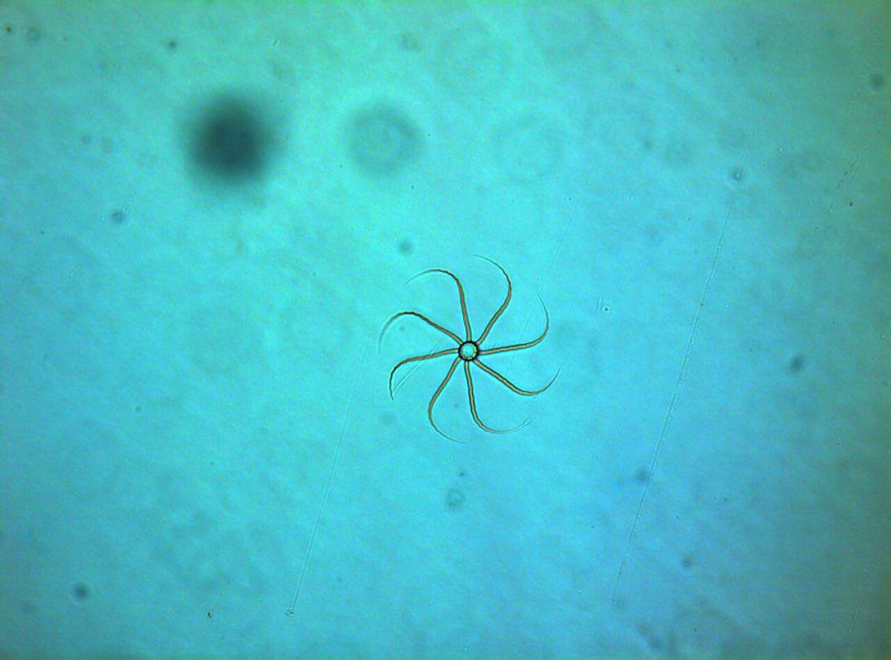 Bacteriastrum delicatulum 06-2(200X).jpg