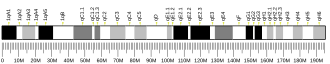 Chromosome 1 (mouse)