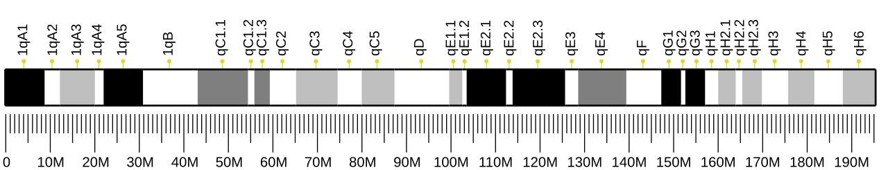 Ideogram of house mouse chromosome 1.svg