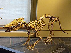 Pakicetus, an amphibious cetacean