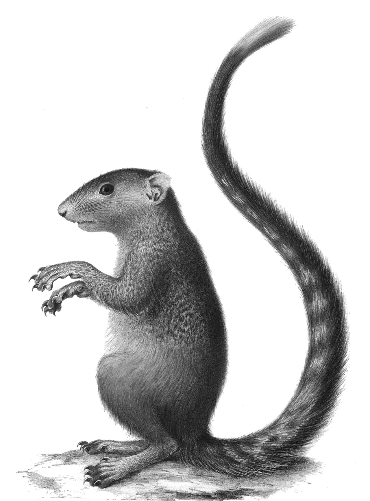 Heliosciurus mutabilis Peters 1852.jpg