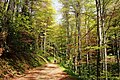 Deciduous forest road