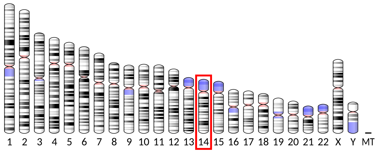 Ideogram human chromosome 14.svg