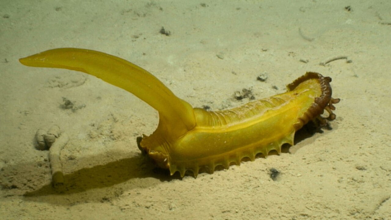 Psychropotes longicauda NOAA.jpg