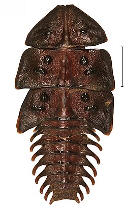 P. maninjauensis