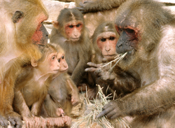 Stumptail Macaques
