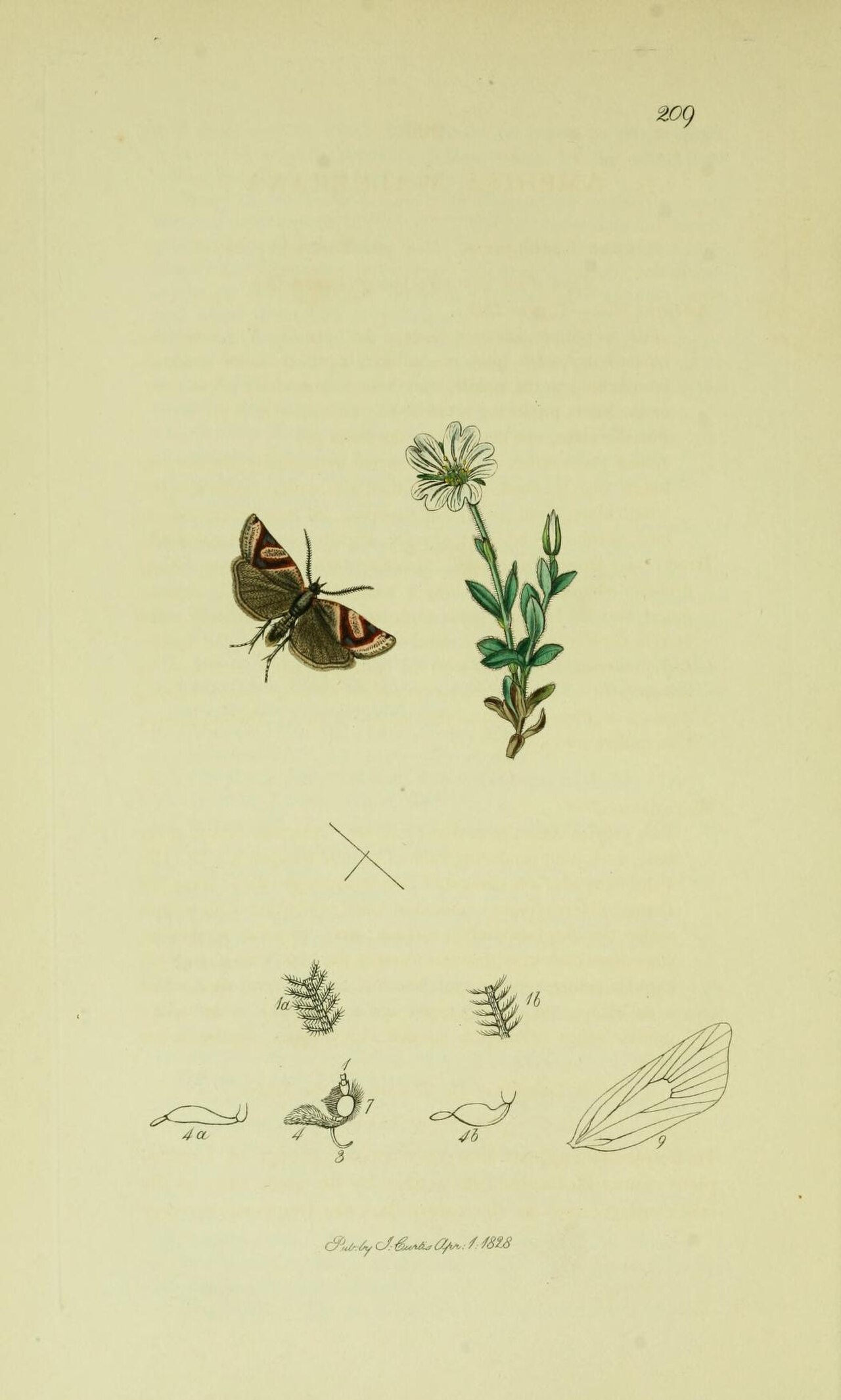 Britishentomologyvolume6Plate209.jpg