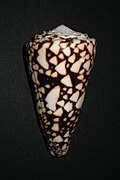 A shell of Conus marmoreus after it has been cleaned