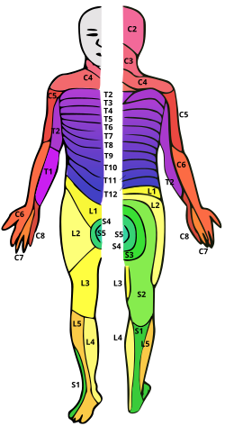 A drawing of a human with dermatomes mapped out on the skin