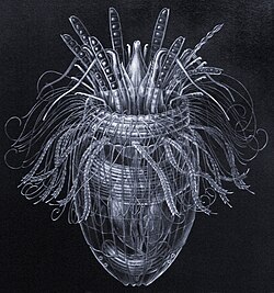 Armoured Pliciloricus enigmaticus, about 0.2 mm long, live in spaces between marine gravel