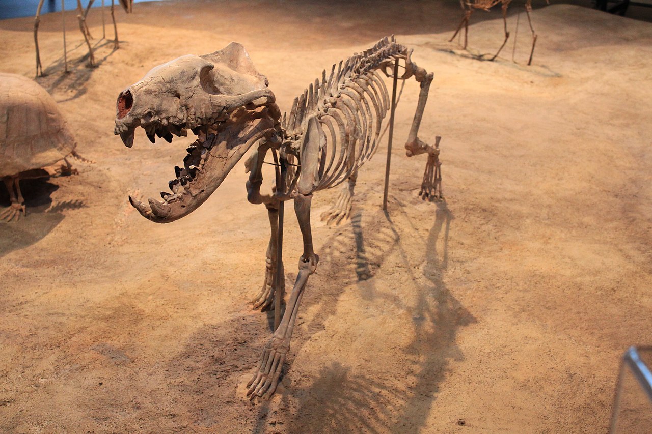 Hyaenodon (1).jpg