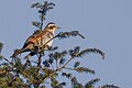 From Senchal Wildlife Sanctuary, Darjeeling, India