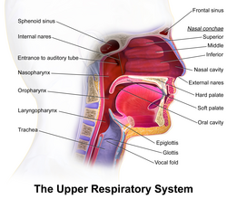 Upper respirator tract