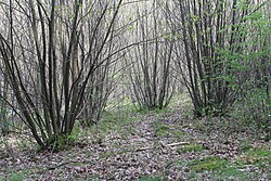 Coppice