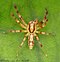 Asemonea amatola Male