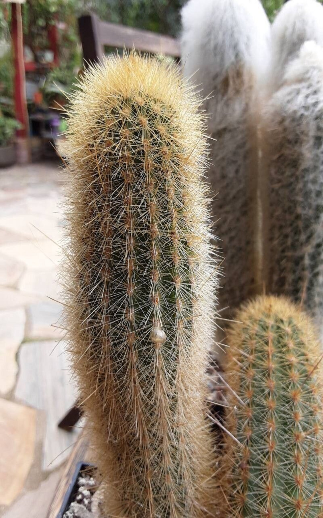 Cleistocactus variispinus3.png
