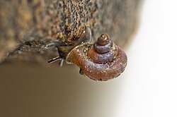 Gastropoda Gyliotrachela australis Trumpet Snail Bush Blitz Fish River Station, Douglas Daly Research Farm, NT