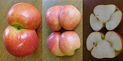 Twin apples