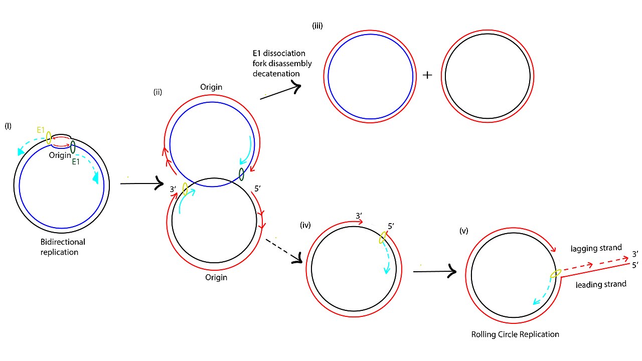 Rolling Circle Replication Virology.jpg