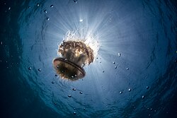 Jellyfish at Phuket