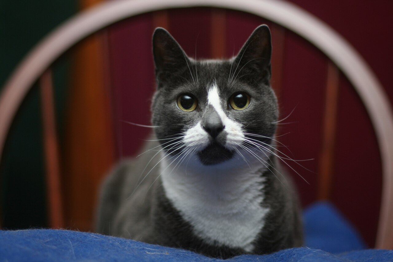 Sockington from above.jpg