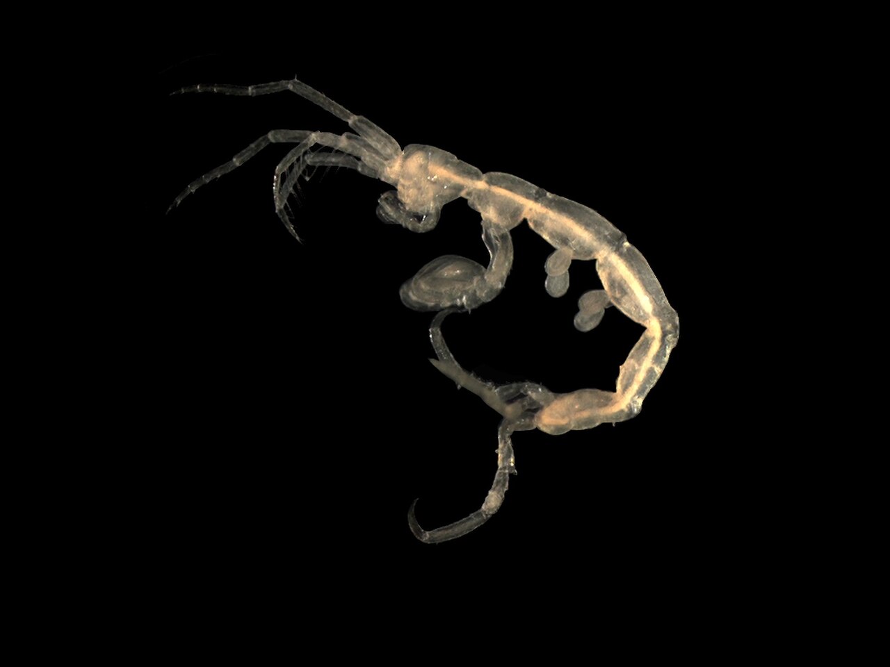 Pariambus typicus.jpg