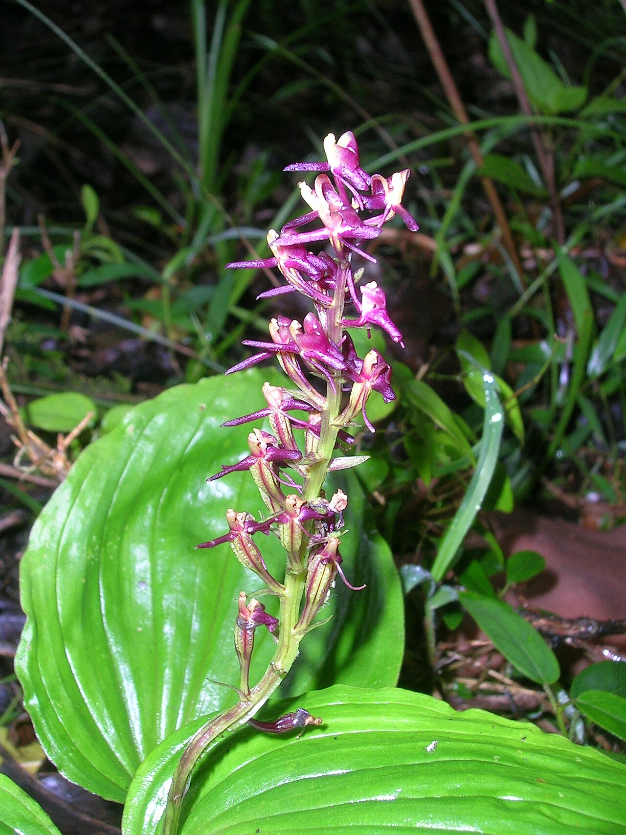 Malaxis densiflora.jpg