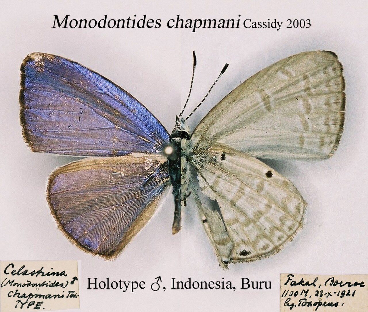 MonodontidesChapmaniMUpUnAC1.jpg