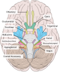 Inferior view of the human brain, with the cranial nerves labeled