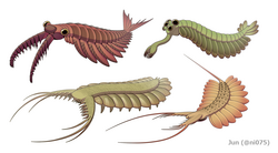 Assembly of dinocaridids (Anomalocaris, Opabinia, Pambdelurion and Kerygmachela)