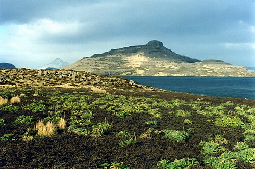 Kerguelen cabbages on Mayes island (Kerguelen Islands)