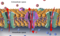Sodium–potassium pump in a cell membrane (oversimplified)
