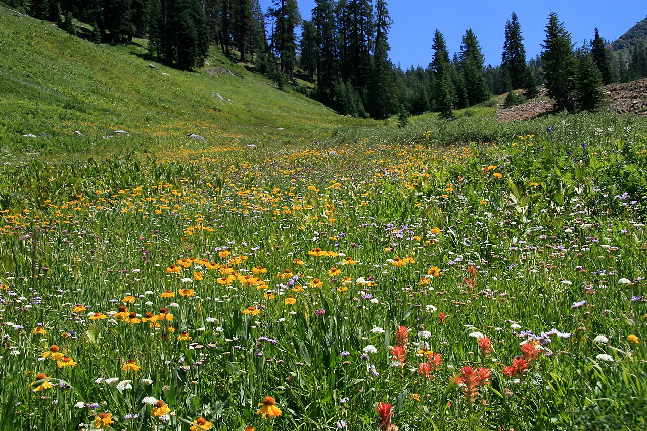 Up Flower Meadow Mineral King.jpg