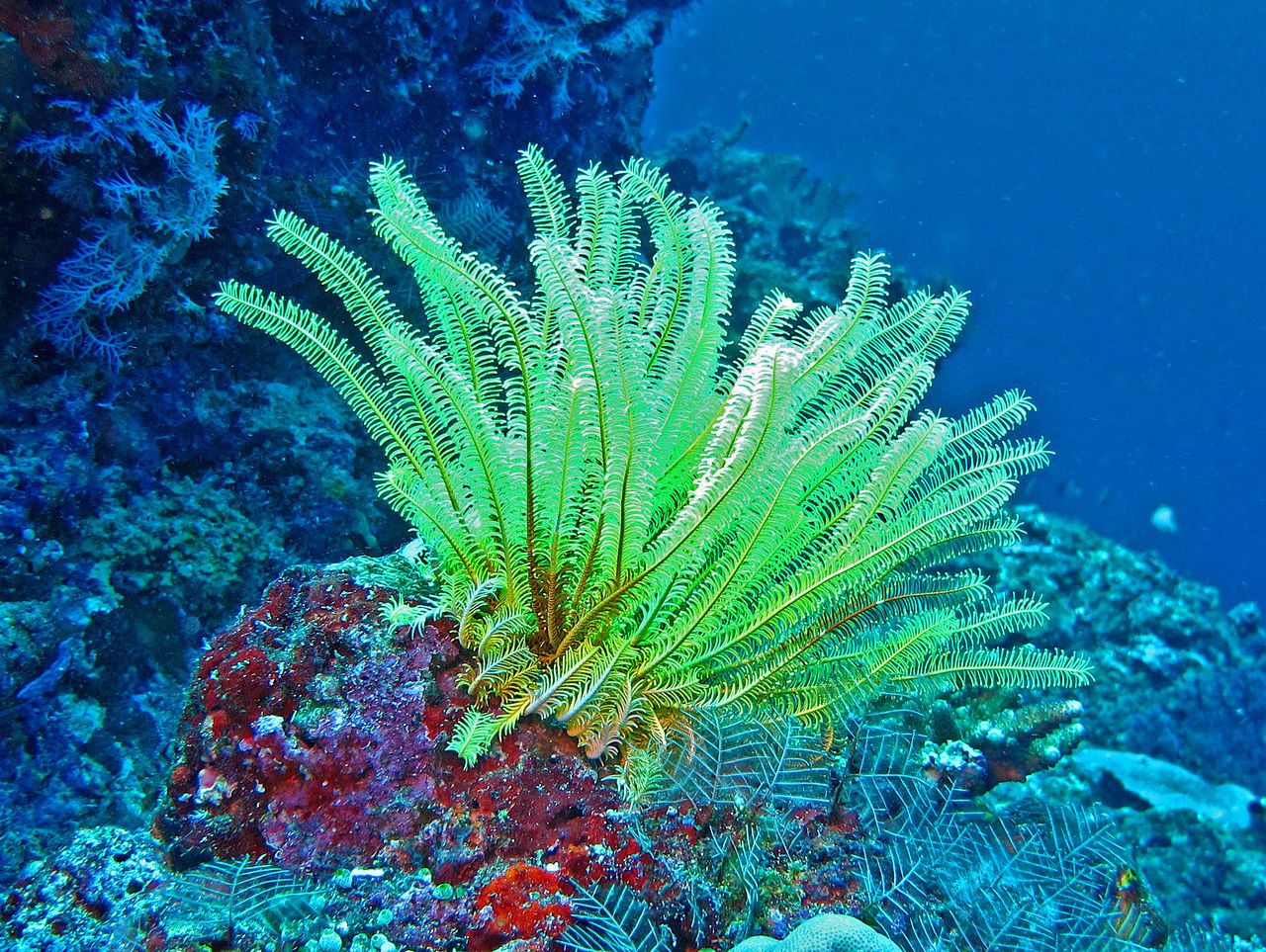 Comasteridae - Comaster nobilis.jpg